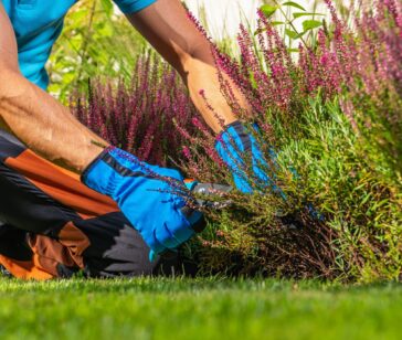 gardener-cleaning-garden-plants-by-removing-dead-p-2025-03-13-16-52-35-utc-min